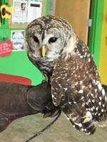 Kindergarten Learns about Owls